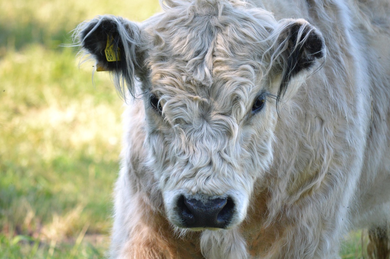 Ashfold Farm - Bowland, Lancashire