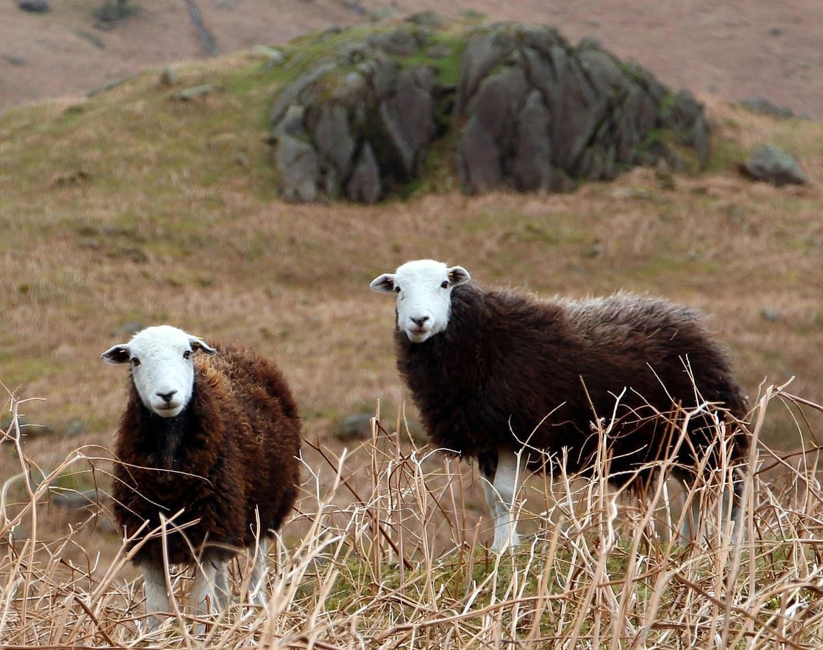 Raisbeck Farm - Westmorland, Cumbria