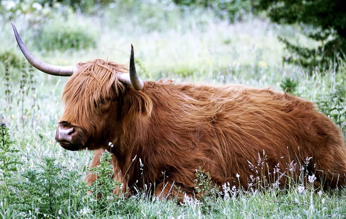 Fellside Cottage Farm - Teesdale, County Durham