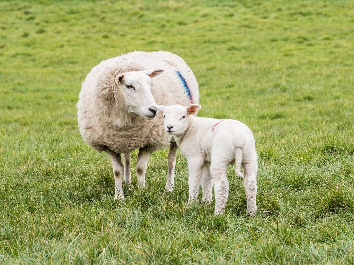 Greenside Farm - Howgill Fells, Cumbria